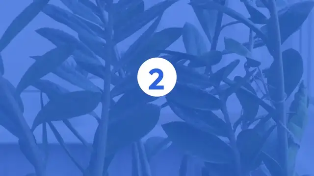 'Video thumbnail for Common Houseplant Problems'