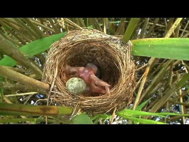 Video thumbnail for Kuckuck