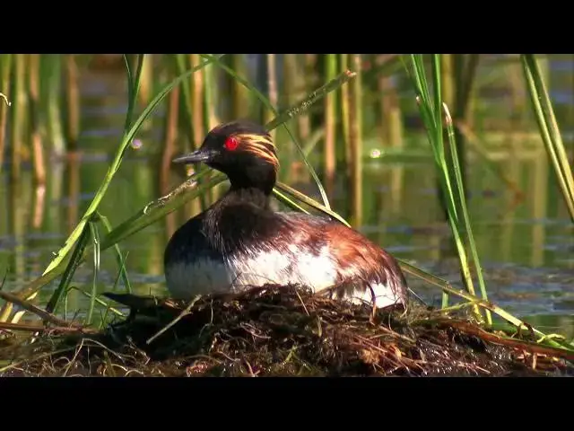 Video thumbnail for Dzika Polska