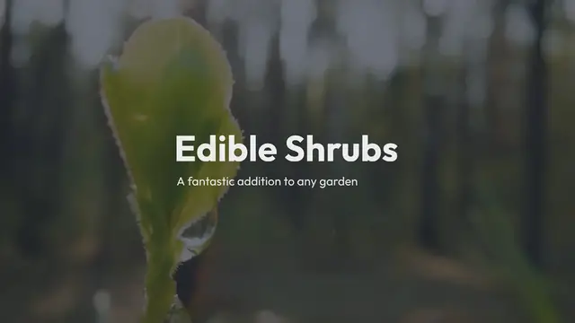 'Video thumbnail for Edible Shrubs'