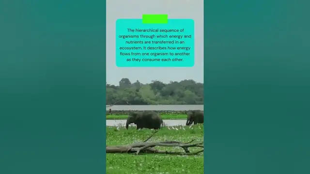 Video thumbnail for This is what is FOOD CHAIN in ECOLOGY #shorts