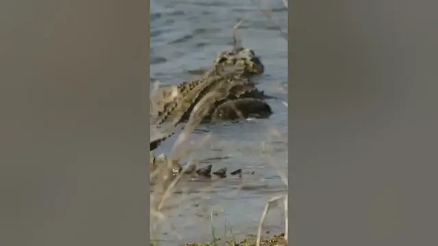 Video thumbnail for Crocodile in the lake #shorts