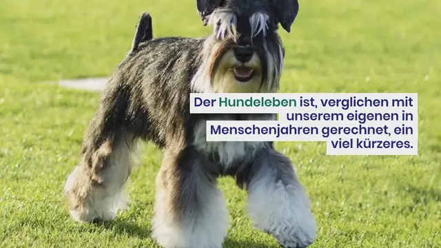Video thumbnail for 13 Hunderassen, die besonders alt werden können (Mit Bildern)