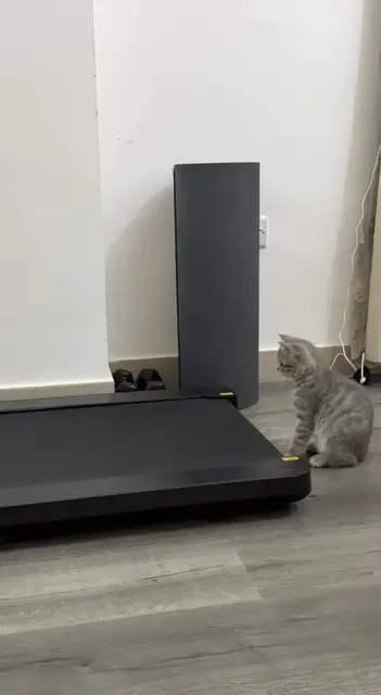 Video thumbnail for Curious Kitten Investigates a Mysterious Treadmill