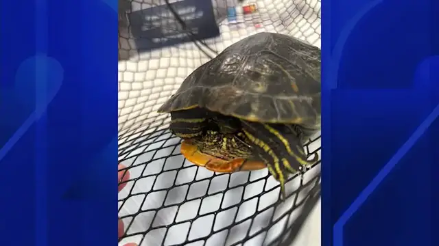 Video thumbnail for $3,000 reward offered for information in connection to tortured turtle found in Suffolk County park