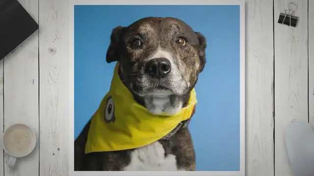 Video thumbnail for Which Terrier Lab Mix is The Best Cross Ever? Find Out