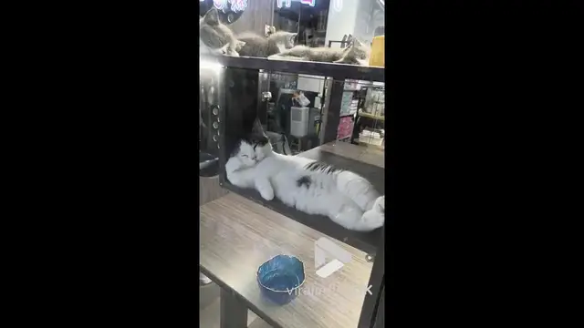 'Video thumbnail for VV4997 Cat lounges gracefully in pet shop window'