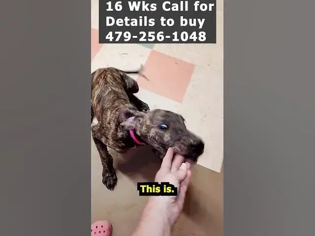Video thumbnail for Pink Collar Brindle Girl Great Dane 09 04 26 #Shorts