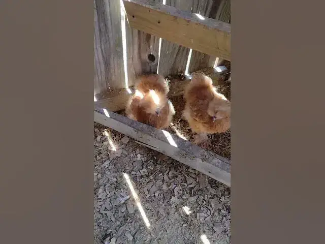 Video thumbnail for Finally Buff Silkie Hens #Shorts