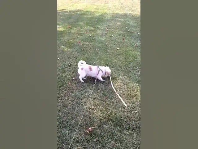 Video thumbnail for Cola Bear Trying to Play Fetch #Shorts