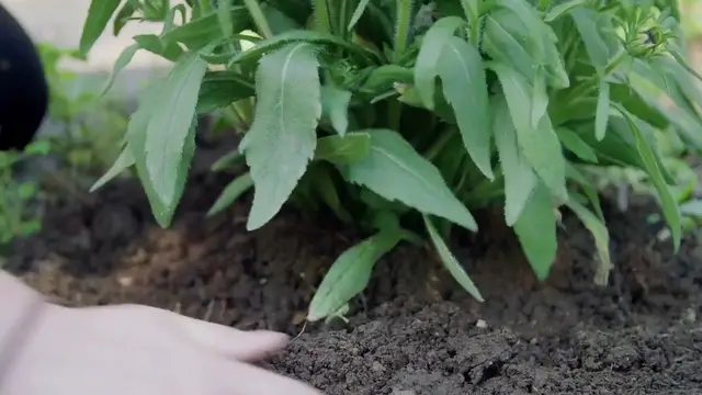 Video thumbnail for Caring for Newly Planted Junipers