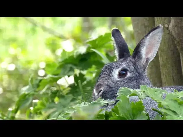 'Video thumbnail for Fruits for Rabbits: Safe Treats in Moderation'