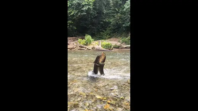 Video thumbnail for Two Monitor Lizards Wrestle Upright in Indonesian River