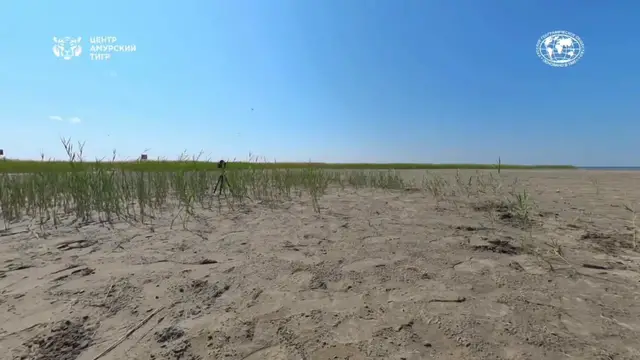 Video thumbnail for Kazakhstan: First Amur tiger given by Russia to Kazakhstan released into its natural habitat.