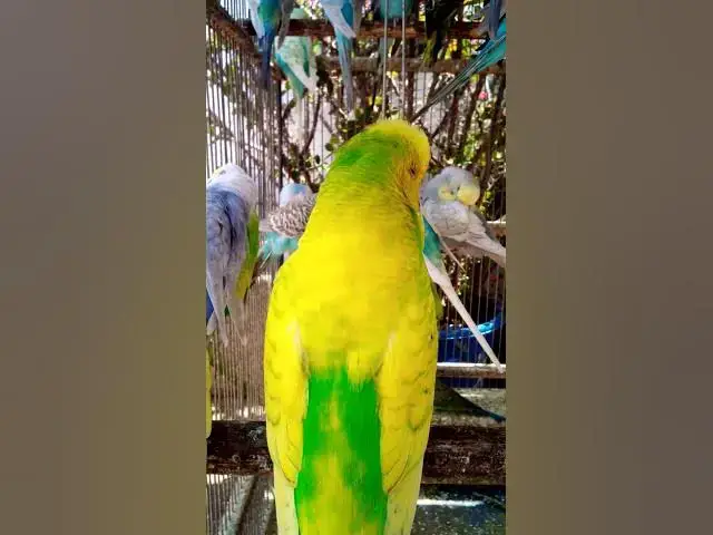 'Video thumbnail for Toller Rufton für Wellensittiche, der ihn glücklich macht!!! #Vögel #Liebe #Papagei #lustig #vogel'