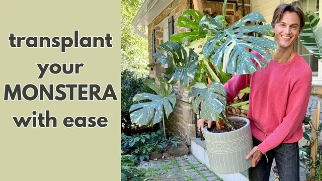Video thumbnail for Easy MONSTERA Repotting Demonstration