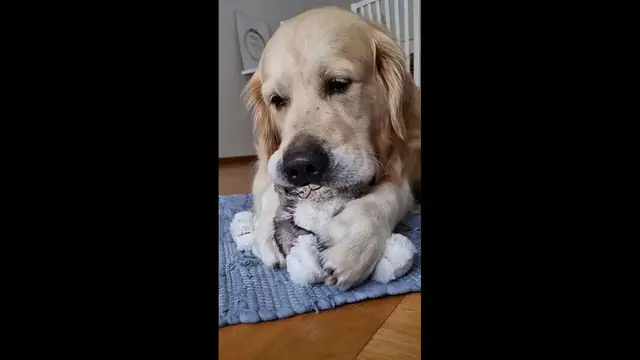 Video thumbnail for Dog Comforts Stuffed Toy in Malmö