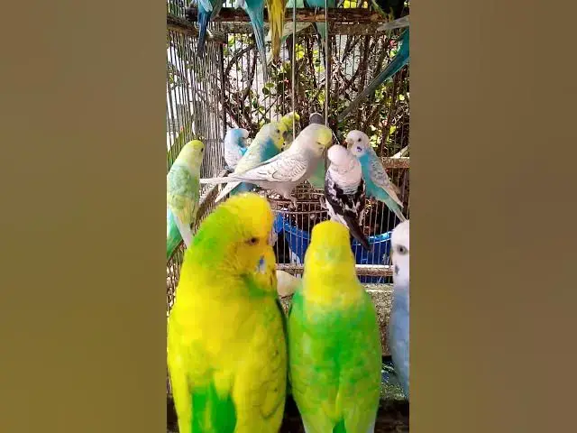 'Video thumbnail for Toller Rufton für Wellensittiche, der ihn glücklich macht!!! #Vögel #Liebe #Papagei #lustig #vogel'