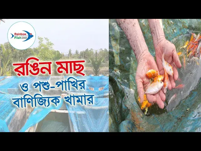 'Video thumbnail for Pet Club | Koi Curve | Rainbow fish kln new Production'
