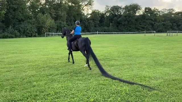 Video thumbnail for Longest tail on a horse