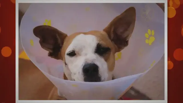'Video thumbnail for How Soon Can I Walk My Dog After Neutering? Timeline & Guide'