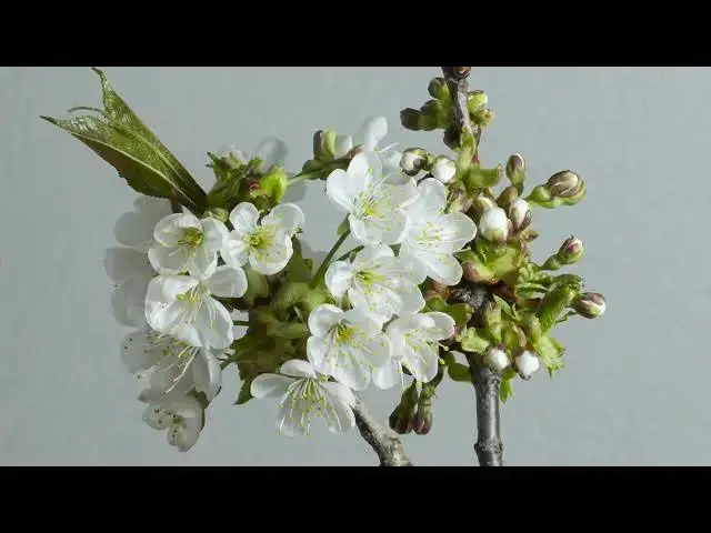 Video thumbnail for Amazing Nature 4K DRONE