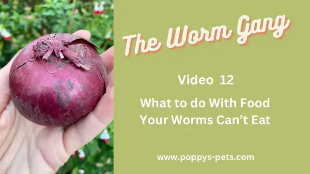 Video thumbnail for Video 12:  What To Do With Food Your Worms Cannot Eat? How to Compost the Toxic Foods.