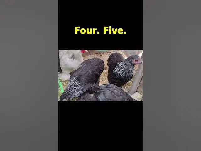 Video thumbnail for Bantam Cochin Babies Sept 15, 2022 #Shorts