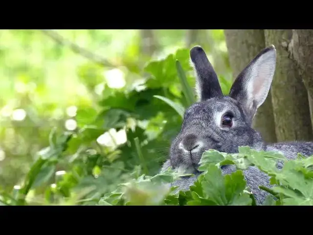 'Video thumbnail for Do Rabbits Eat Earthworms? Understanding Rabbit Diets'