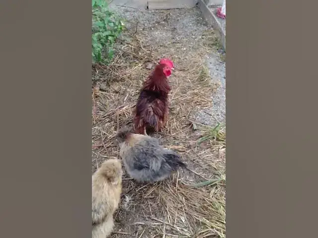 Video thumbnail for White Silkie Rooster Soaking Wet #Shorts