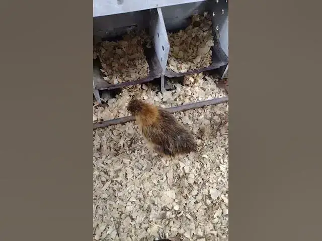 Video thumbnail for How Wet Are My Silkie Chickens #Shorts