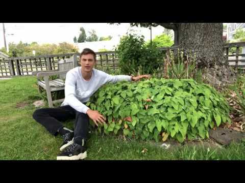 Video thumbnail for Plants for the Dry Shade: Epimedium