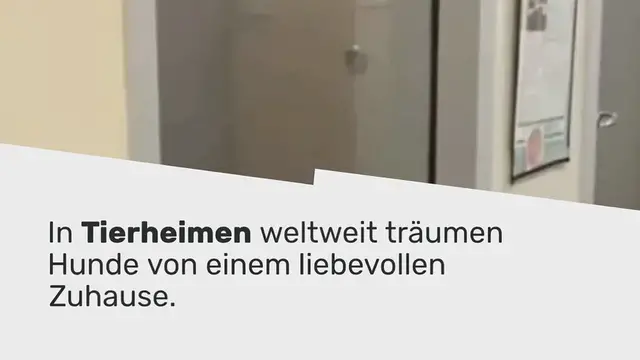 Video thumbnail for Hund steht jeden Tag am Tierheim-Fenster und hofft auf Adoption: Was dann geschieht, rührt zu Tränen