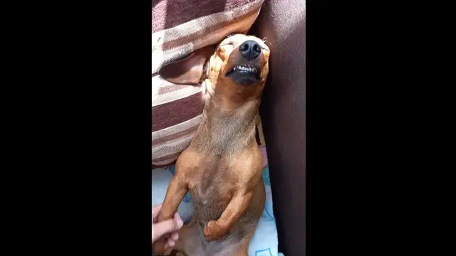 Video thumbnail for Dog Sleeps So Soundly She Doesn’t Wake When Moved