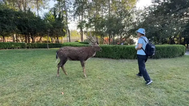 Video thumbnail for Woman Surprised by Charging Deer at Lianhua Mountain