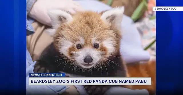 Video thumbnail for Beardsley Zoo's first red panda receives name from voting poll