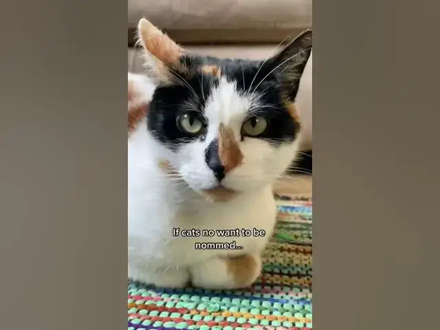 Video thumbnail for nosy cat