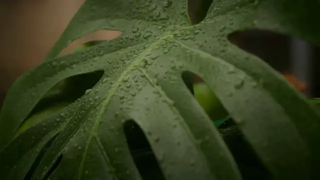 Video thumbnail for Monstera Plant Types