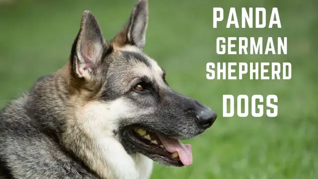 Video thumbnail for Panda German shepherd Dogs everything you need to know.