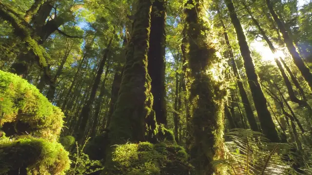 Video thumbnail for A Major Overview: Botany