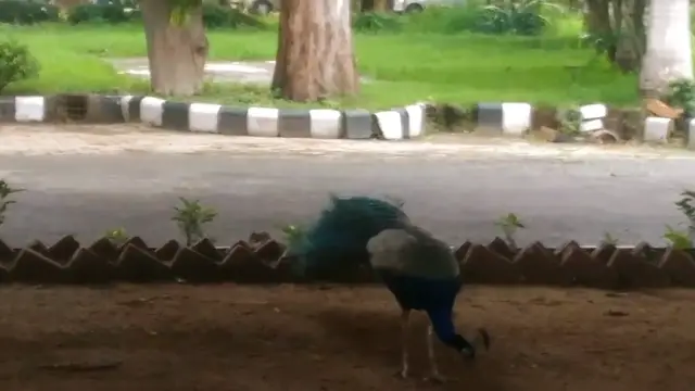 Video thumbnail for Peacock & Peahen