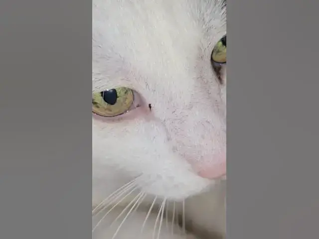 'Video thumbnail for a cat in his natural habitat'