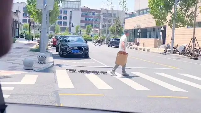 Video thumbnail for China: Grandfather leads kittens across crosswalk in China.