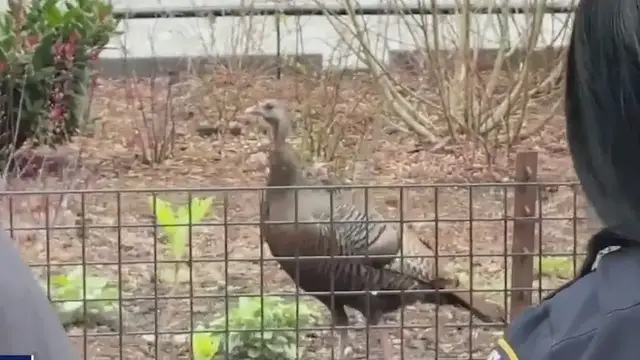 Video thumbnail for Rosie the Roosevelt Island turkey spotted in Manhattan