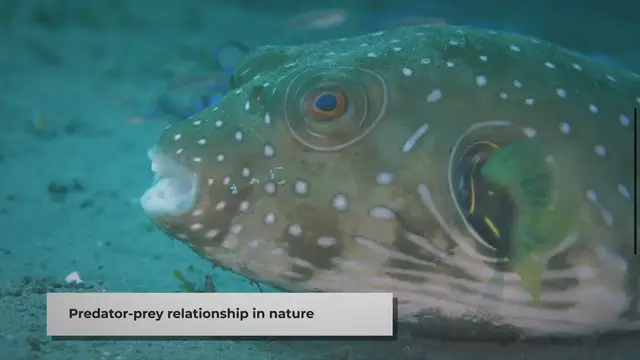 Video thumbnail for Do Bears Eat Bobcats? | Unraveling the Predator-Prey Dynamics