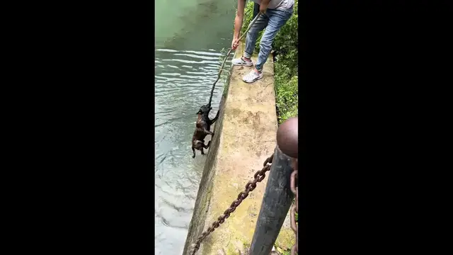 Video thumbnail for China: Man Rescues Drowning Dog Using Tree Branch in Shanxi.