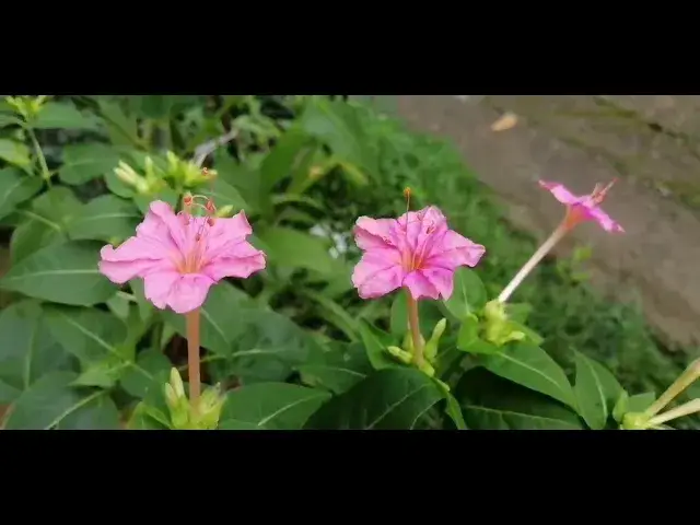 'Video thumbnail for Mirabilis Jalapa Flower'