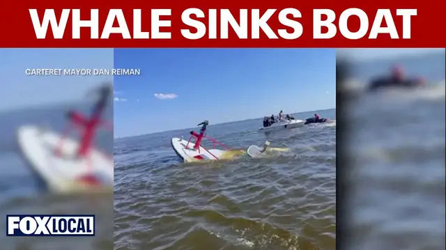 Video thumbnail for Whale sinks NJ fire department boat