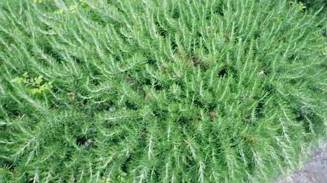 Video thumbnail for Deer-Resistant Shrubs