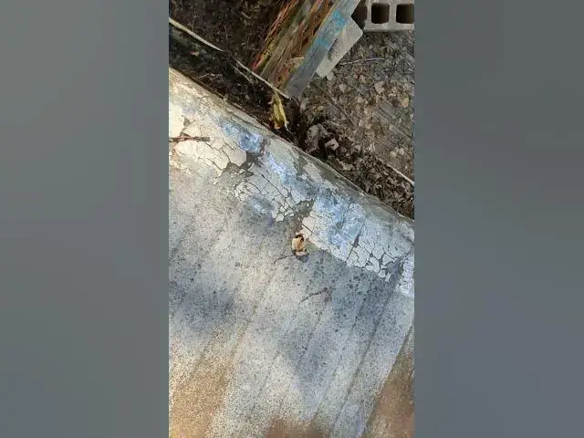 Video thumbnail for Trick for Easy Gutter Cleaning #Shorts